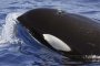 Норвегия спира лова на китове поради слабо на търсене