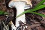 Опасна радиоактивна гъба никне в Родопите