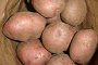 Цели картофени масиви в Родопите са заразени с мана
