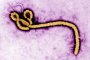 ООН: Епидемията от Ебола е ограничена, но не овладяна