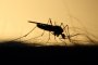 Започва пръскането срещу комари по поречието на Дунав