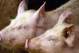    В Силистренско оживяха „заклани свине“, за които е платено обезщетение  