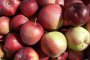 Само 26% от ябълките на пазара са български