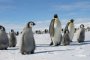 Императорските пингвини