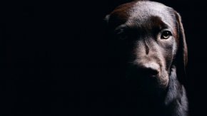 
Това е пореден случай на насилие над животно в Старозагорско през 2023 г. През декември беше намерено убито домашно куче в Павел баня, припомня БТА.