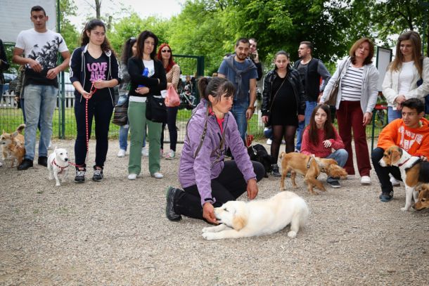 Кучетата в Пловдив тръгнаха на училище