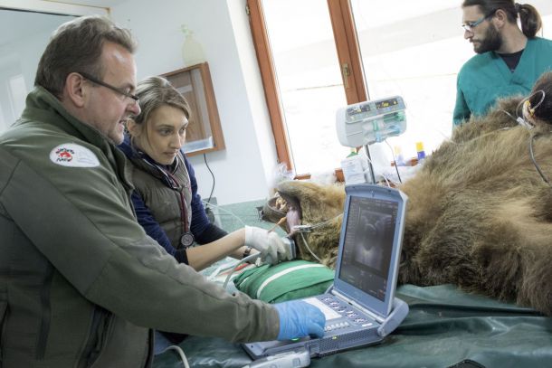 Прегледаха 9 от мечките в парка край Белица