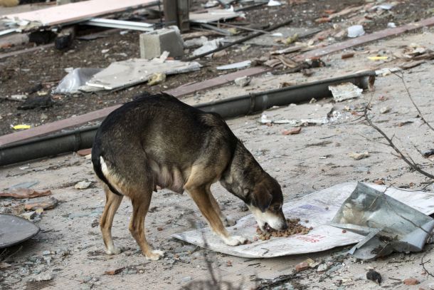   Над 10 тона храна за животни ще раздадат от Четири лапи в Хитрино 