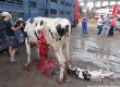 Разследване разкрива жестокости спрямо изнасяни от ЕС селскостопански животни