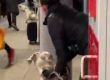  Кучета XL Bully нападнаха мъж на гара, след като жената губи контрол над зверовете