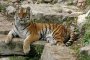 Русия и Китай създадоха трансграничен резерват за амурски тигри 