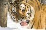 В Китай са останали по-малко от 50 диви тигри 