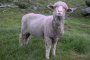 Син език уби 2000 овце в Кърджалийско