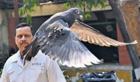 Гълъб, заподозрян в провеждане на шпионски операции в полза на Китайската народна република, е освободен от индийски служители след осеммесечно задържане след намесата на PETA