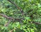 Не може да се преброят гъсениците на едно клонче по иглолистните дървета в Радомир